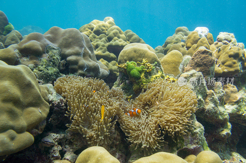 海葵小丑鱼(Amphiprion ocellaris)水下科